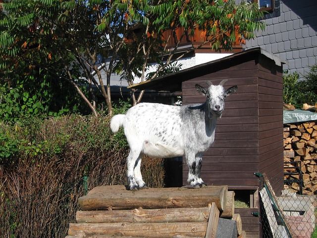 Free Billy Goat Domestic Goat photo and picture