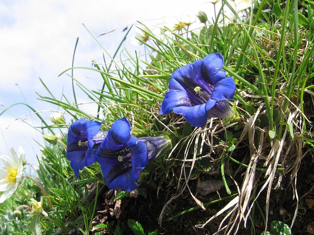 Free Gentian Alpine Flower photo and picture