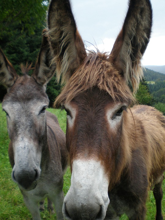 Donkey Animal · Free photo on Pixabay