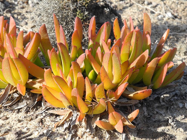 Figos Da Rocha Planta Suculenta Rocha - Foto gratuita no Pixabay - Pixabay