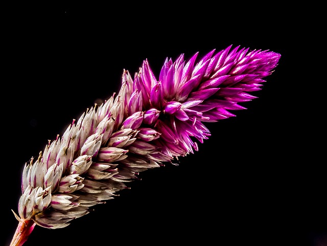 Free Flower Flower Wallpaper photo and picture
