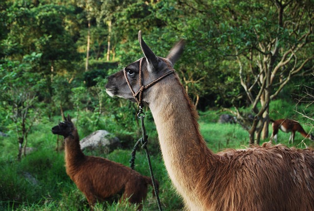 Free Calls Animal photo and picture
