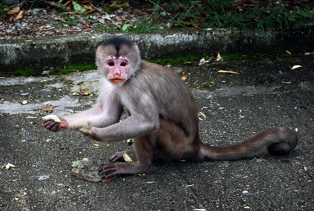 Free Mono Monkeys photo and picture