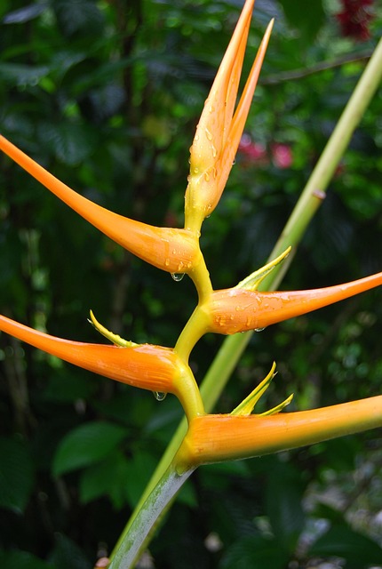 Free Bird From Paradise Flower photo and picture