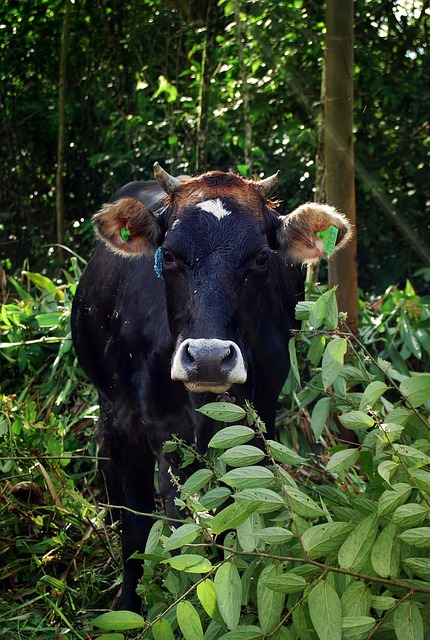Free Cow Toro photo and picture