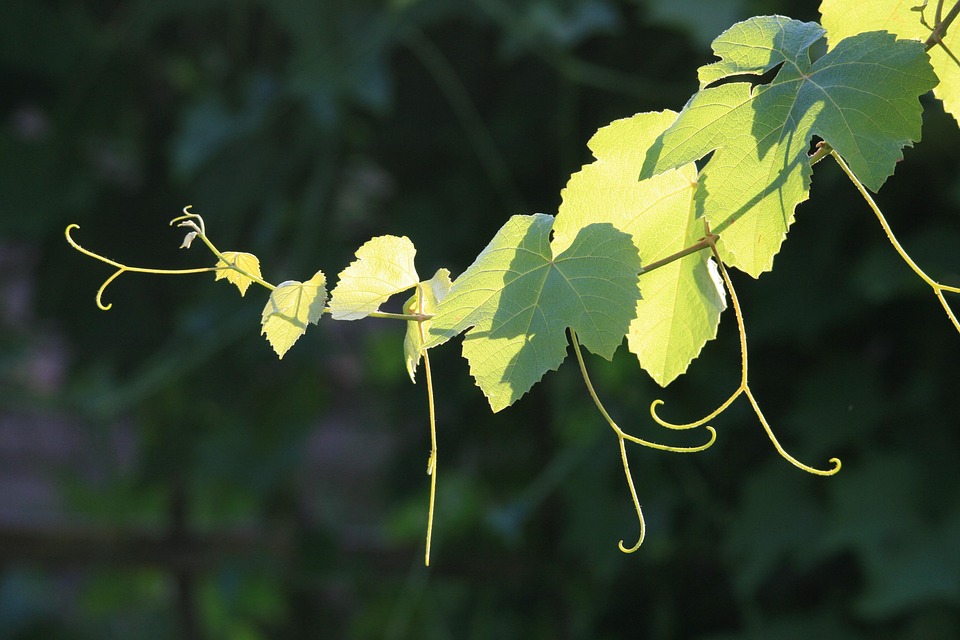 Free photo Grapevine, Vine, Branch, Leaves Free Image on Pixabay