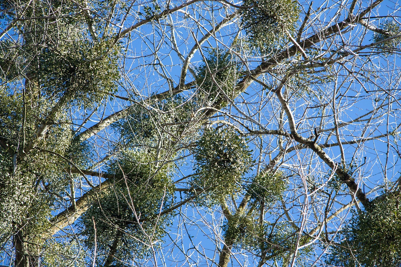 白杨 树槲寄生 自然保护区 - Pixabay上的免费照片 - Pixabay