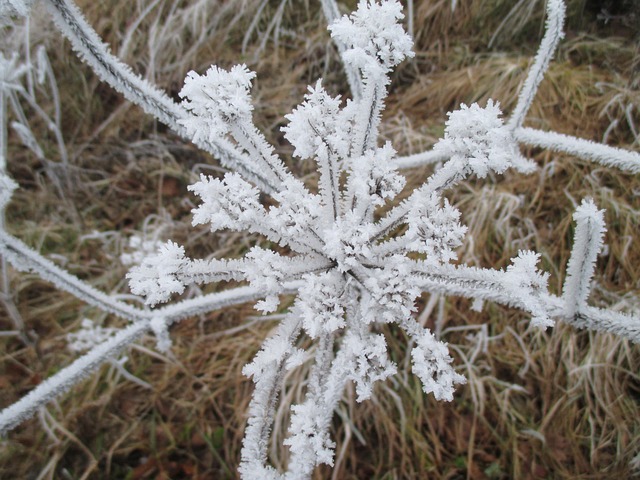 Free Ice Flower Ice Crystals photo and picture