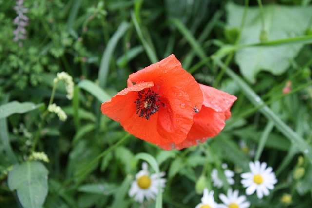 Free Poppy Meadow Flowers photo and picture