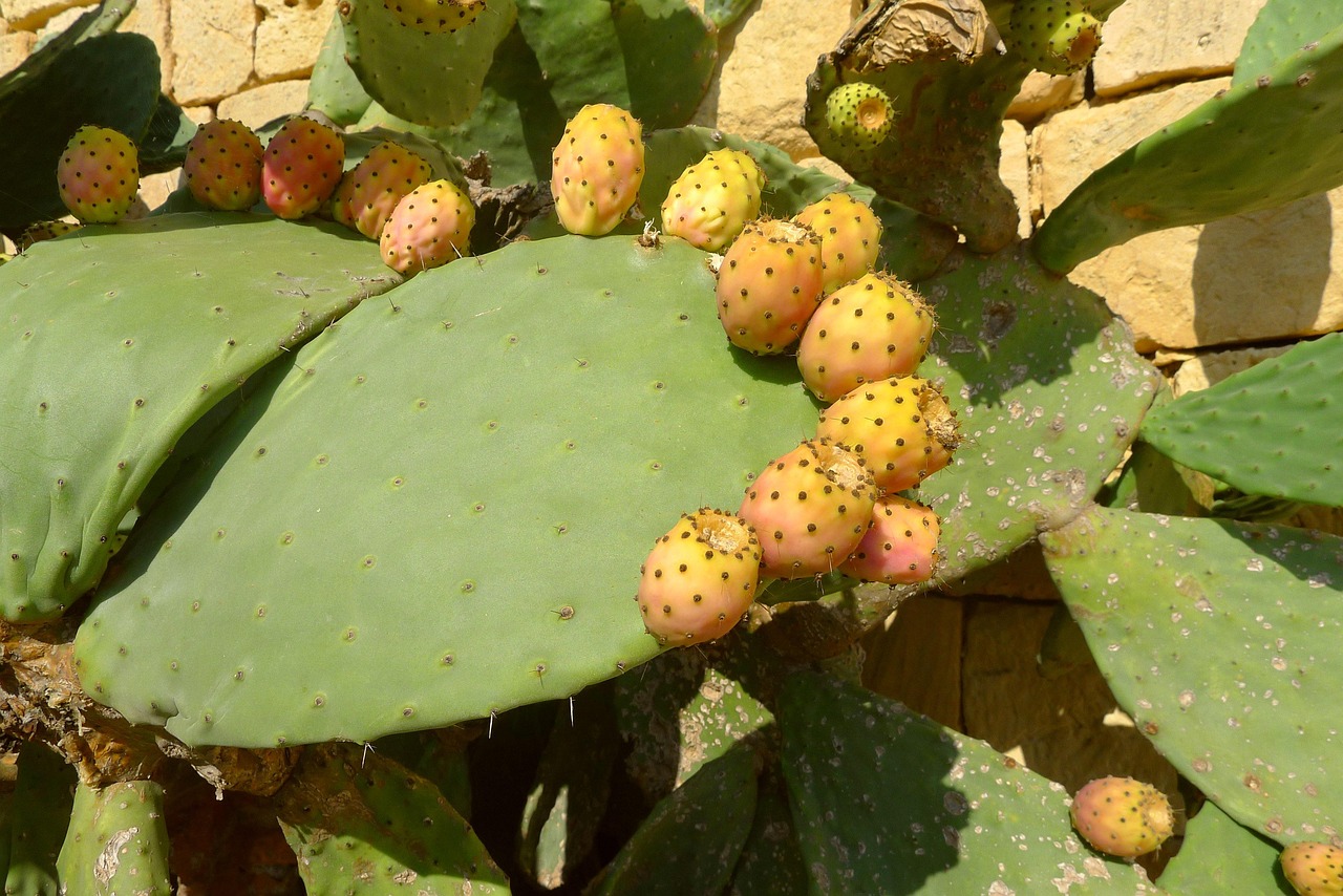Prickly pear against a limestone wall