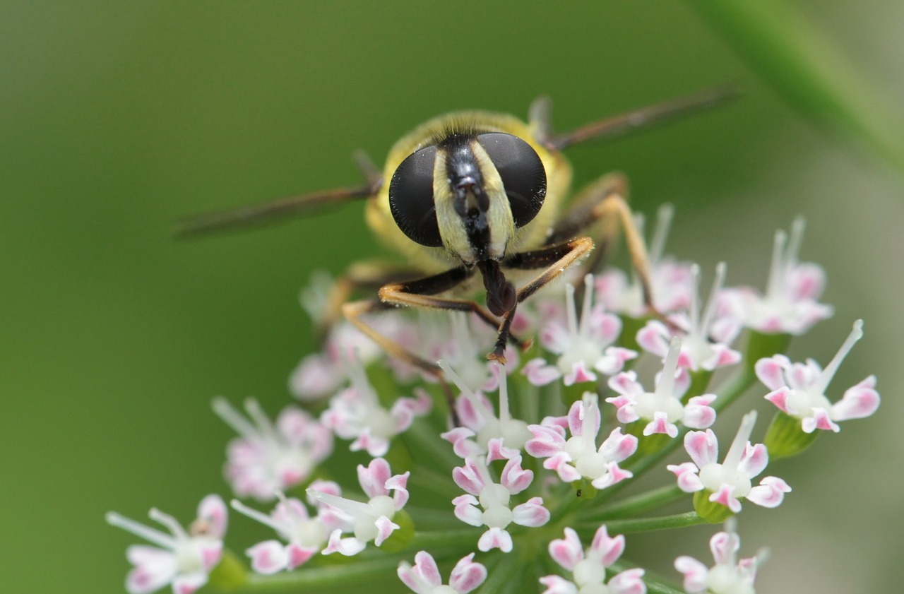 hoverfly-241647_1280.jpg