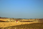 girl, walking, sunflower field