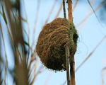 nest, bird, weaver