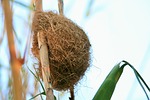 nest, bird, weaver