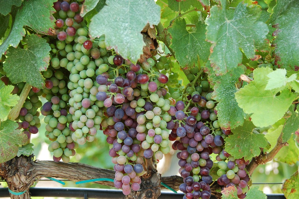 Free photo Grapes, Wine, Spain Free Image on Pixabay 242044