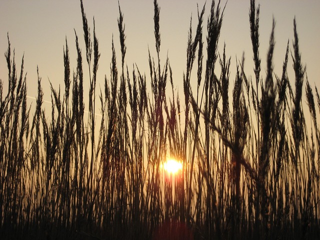 Free Grasses Sunset photo and picture