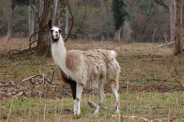 Free Llama Animal photo and picture