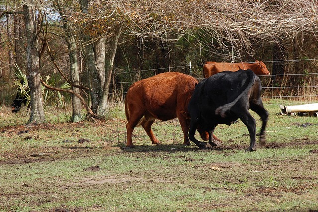 Free Cow Animal photo and picture
