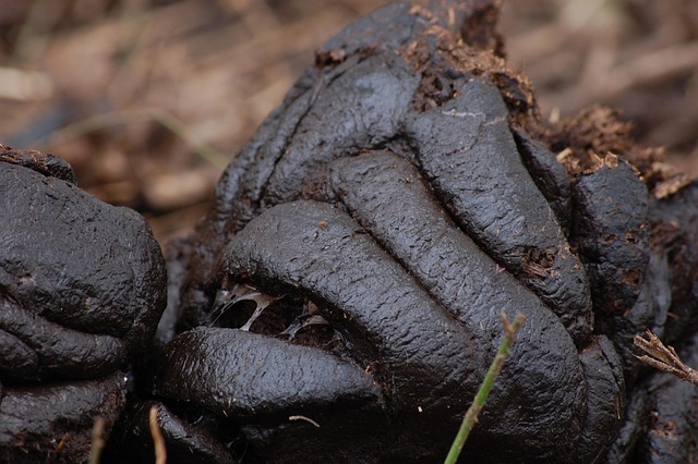 Free Manure Feces photo and picture