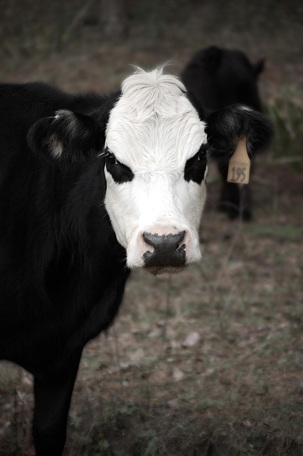 Free Cow Bovine photo and picture