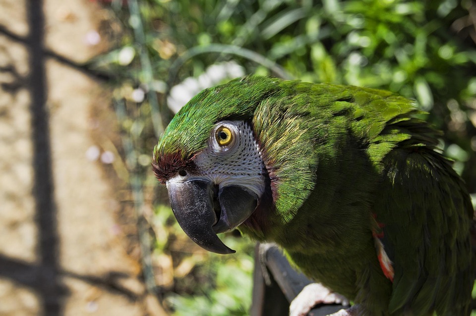 Bayan Burung Hewan Foto Gratis Di Pixabay