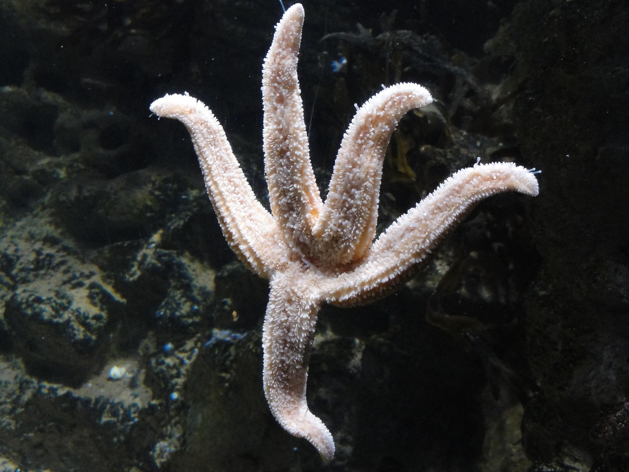 Star Objects Fish Star Fish Starfish Sea Life - Free photo on Pixabay