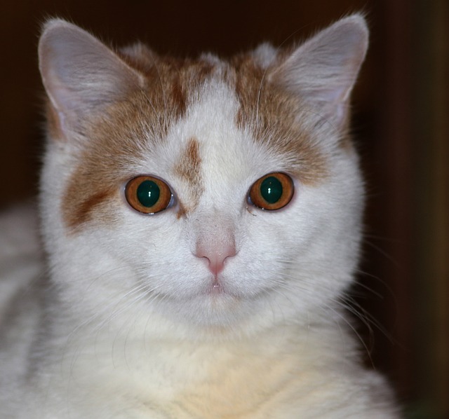 Free Cat Animal photo and picture