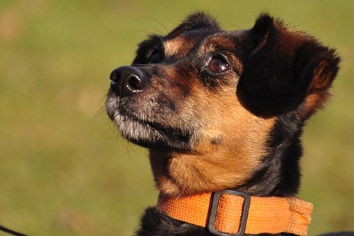 Hund, Hündin, Tier, Mischling, Gesicht