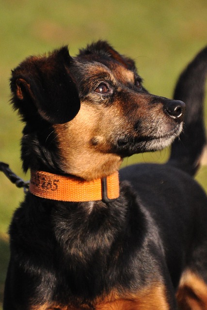 Hund, Hündin, Tier, Mischling, Gesicht