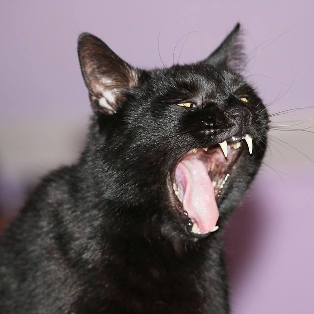 Free Cat Animal photo and picture