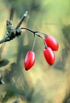 barberry, berberis thunbergii, berries