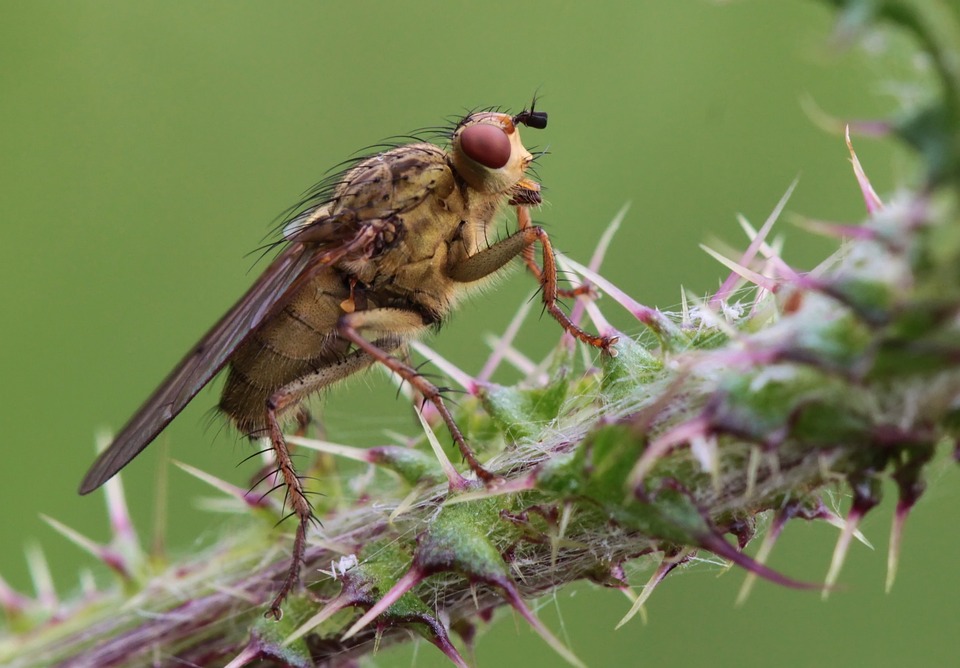 Voler Insecte La Nature - Photo gratuite sur Pixabay