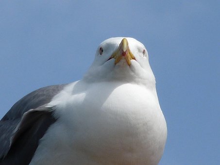 Free Gull Summer photo and picture