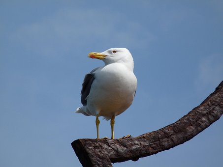 Free Gull Water Bird photo and picture