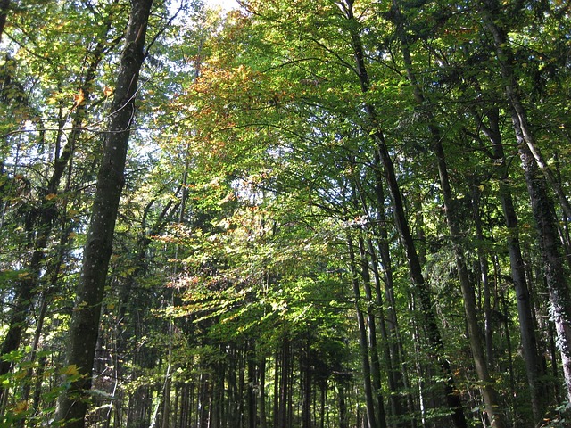 Free Trees Forest photo and picture