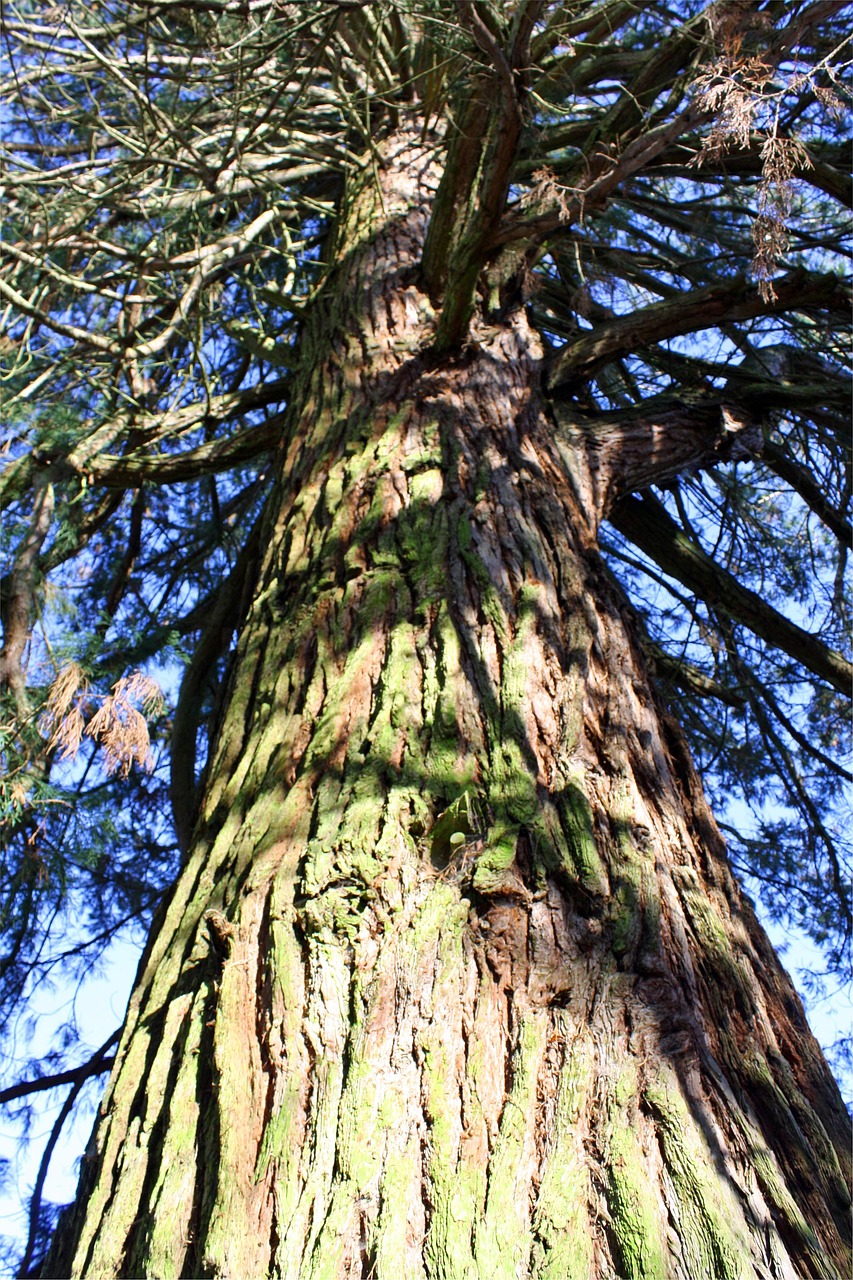 Tree Sequoia Trunk - Free photo on Pixabay