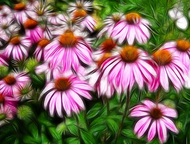 Free echinacea coneflower decorative illustration