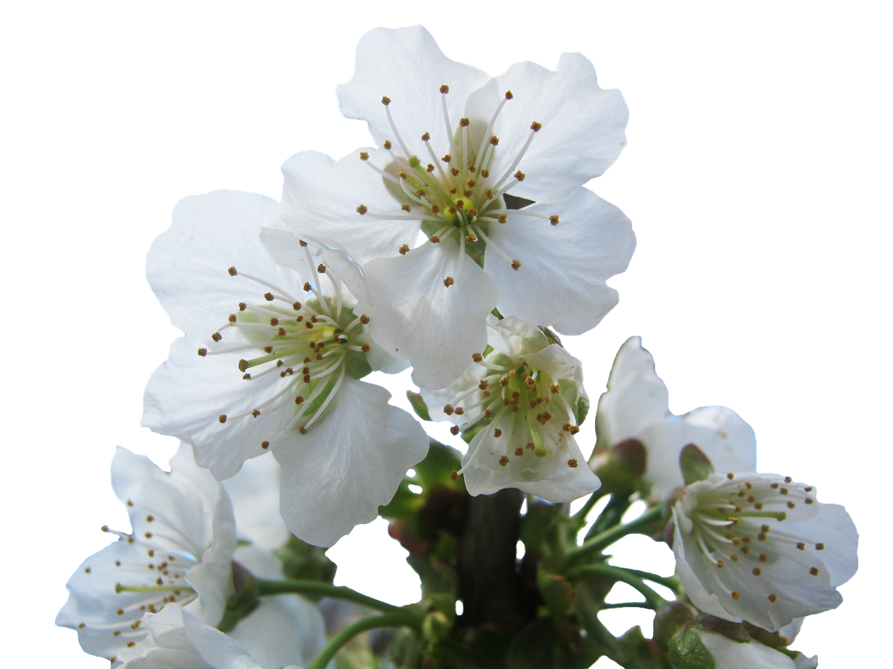 Fleur De Cerisier Blanche