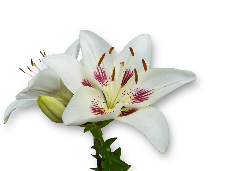 Lily White Spring - Free photo on Pixabay - Pixabay