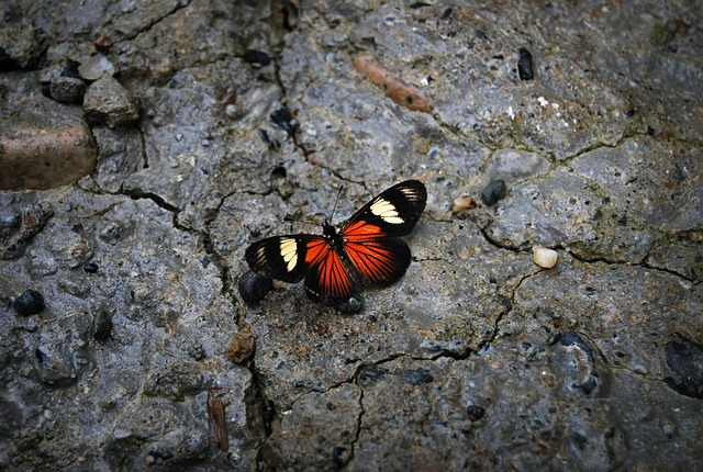 Free Butterfly Stone photo and picture
