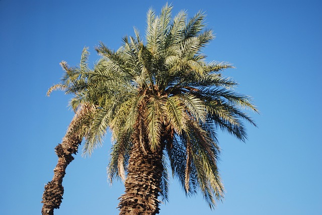 Free Palm Tree photo and picture