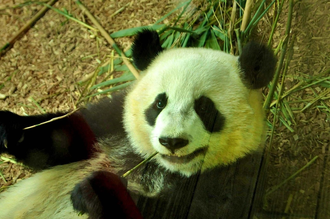 Panda Bear Zoo Free photo on Pixabay Pixabay