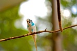 canary bird, canary, serin