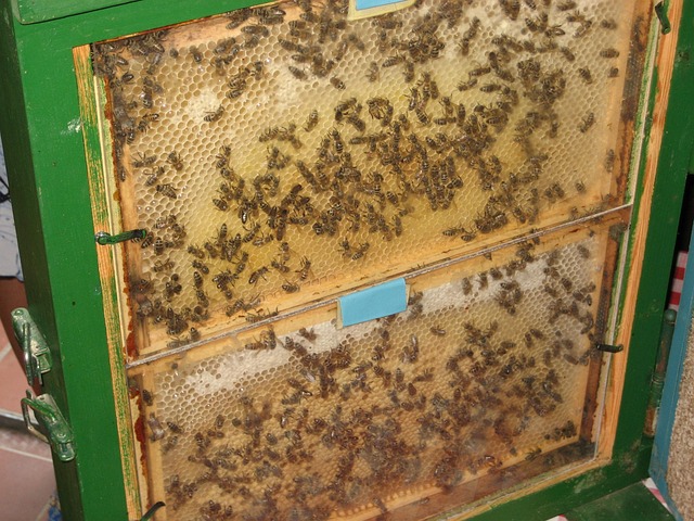 Free Bees Beehive photo and picture