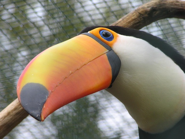Free Toucan Bird photo and picture