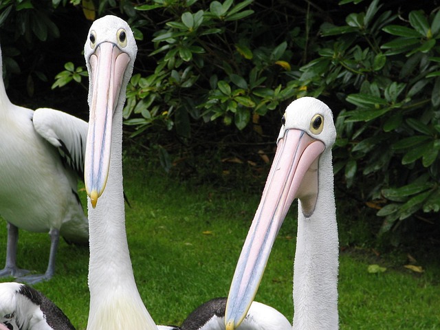 Free Spectacled Pelican Pelican photo and picture