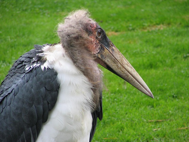 Free Pelican Old photo and picture