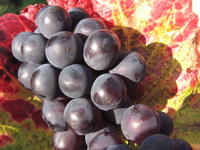 Free Grapes Red photo and picture