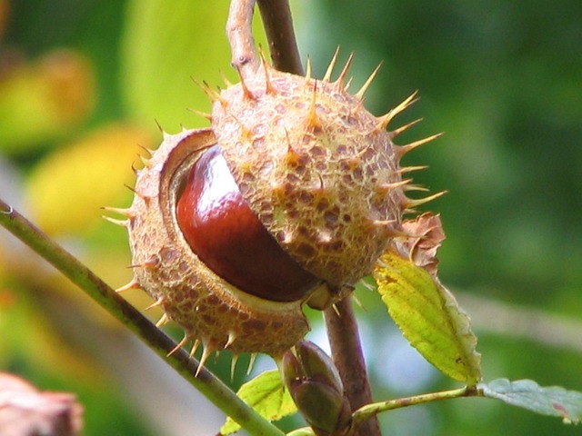 Free Chestnut Plant photo and picture