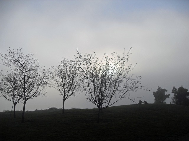 Bäume, Nebel, Park, Landschaft, Baum